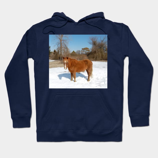 Wild horse, Assateague Island, wildlife, gifts Hoodie by sandyo2ly